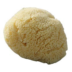 Beaming Baby Organic Baby Sea Sponge Large