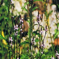 Dr Bach Vervain Bach Flower Remedy