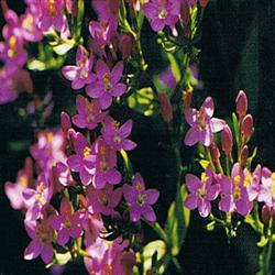 Centaury bach blomstermiddel