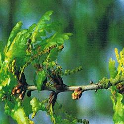 Oak Bach Flower Remedy