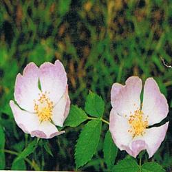 Remédio floral de rosa selvagem de bach