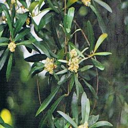 Remedio de flores de Bach con olivo