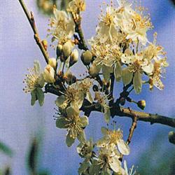 Remédio floral de bach com ameixa cereja
