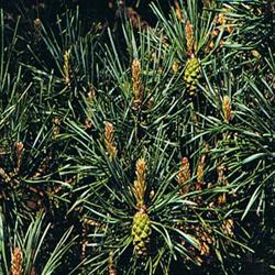 Pine Bach Flower Remedy